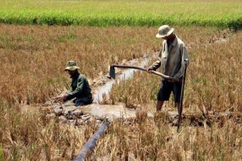 Xâm nhập mặn ở khu vực Nam Bộ tăng cao trong những ngày đầu tháng 2
