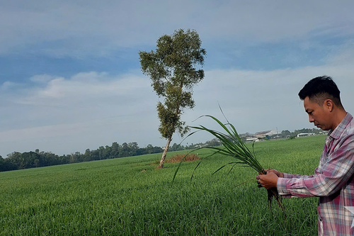 Nông dân vui Tết không quên ruộng đồng