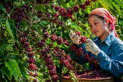 Giá cà phê mùng 3 tết phá kỷ lục của ngày mùng 2