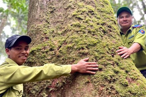Mục sở thị rừng pơ mu hàng trăm năm tuổi giữa đại ngàn Tây Nguyên