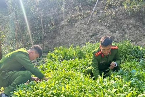 Phát hiện hàng nghìn cây thuốc phiện ở Lạng Sơn
