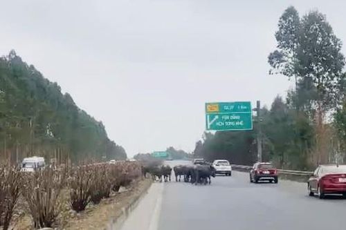 Xử phạt người đàn ông để 20 con trâu đi vào đường cao tốc