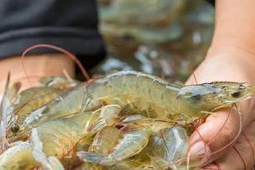 Tỉnh nào có sản lượng tôm nhiều nhất cả nước?