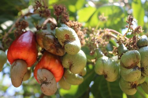Âm thầm thành nhà cung ứng số 1 thế giới, ngành điều 'ôm' về kỷ lục 4,34 tỷ USD