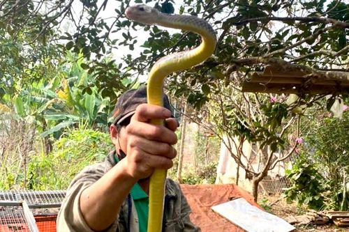 Nuôi rắn không độc ở Yên Thành