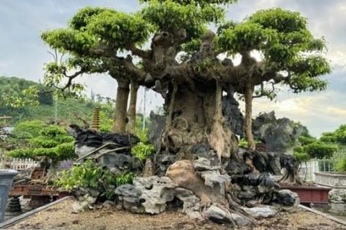 Ngắm 'siêu cây' của nghệ nhân Hà Nội, được trả bao nhiêu tiền cũng không bán