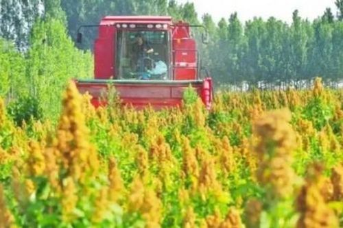 Cây chỉ trồng 4 tháng là có thể thu hoạch, hơn nửa triệu/kg, người Việt trẻ cực chuộng