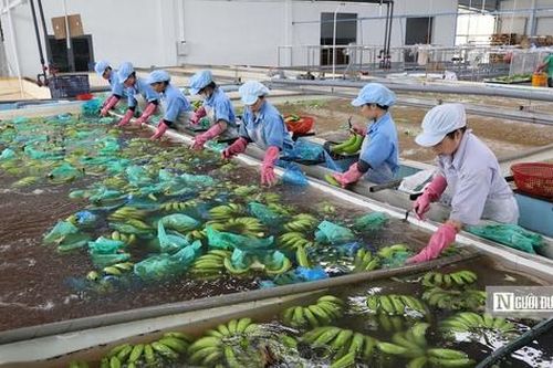 Khát vọng nông nghiệp xanh: Doanh nghiệp Việt cùng nông dân đưa nông sản vươn tầm quốc tế
