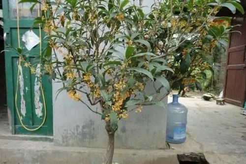 'Phòng khách có bốn cây, mười nhà thì chín nhà giàu', hút tài lộc cực nhiều