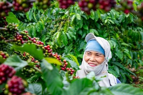 Đi tìm hương vị cà phê đặc sản