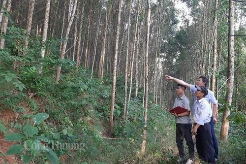 Bộ trưởng Lê Minh Hoan: Khai thác hiệu quả nguồn lợi rừng