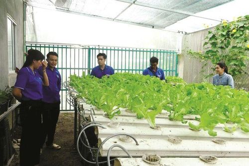 Thanh niên khởi nghiệp với nông nghiệp xanh