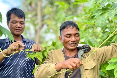 Rau tkăt đặc sản từ rừng ra phố