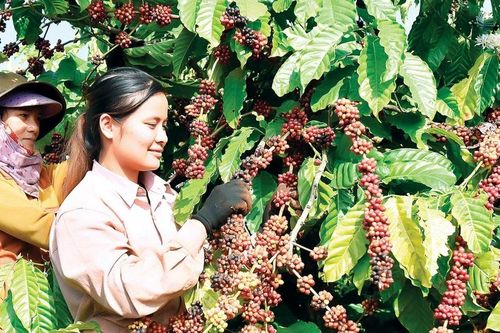 Ia Grai tạo đột phá để hoàn thành thắng lợi các chỉ tiêu, nhiệm vụ