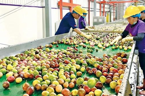 Công ty TNHH Quicornac: Mở hướng phát triển sản xuất, chế biến và xuất khẩu chanh dây