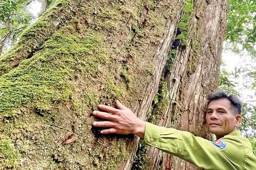 Khám phá 'vương quốc pơ mu' trên đỉnh Kon Ka Kinh