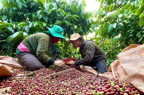 Gia Lai: Xuất khẩu nông sản kỳ vọng tăng trưởng mạnh