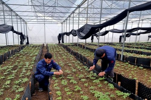 Sâm Lai Châu vươn tầm quốc tế