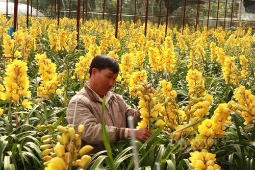 Địa Lan - Nét đẹp mộc mạc giữa thành phố ngàn hoa
