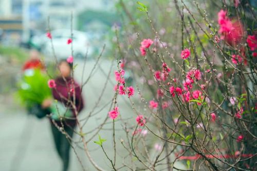 Miền Bắc mùng 3 Tết giảm rét, lác đác mưa nhiều nơi, trưa chiều hửng nắng