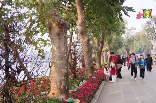 Những vươn cây xanh ở Hà Nội vươn mình đón nắng xuân