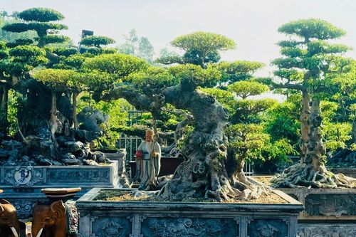 Chiêm ngưỡng cây sanh cảnh 'đẻ' thêm 4,9 tỷ đồng sau 8 năm