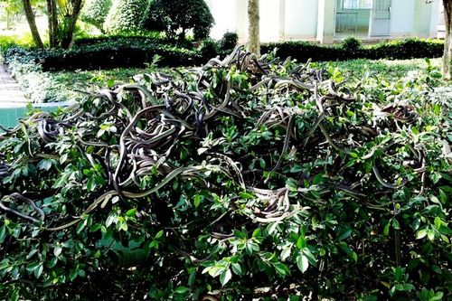 Du lịch sinh thái ở trại rắn lớn nhất miệt vườn