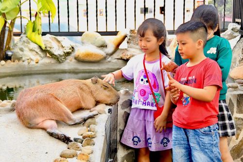 Chi hơn nửa triệu đồng để vuốt ve, chụp ảnh capybara ở TP.HCM dịp Tết