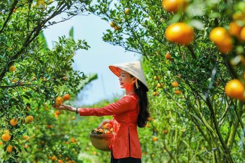 'Gác' 3 bằng đại học, cô gái 9X về quê nối nghiệp trồng quýt