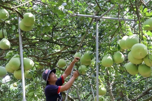 Làng bưởi Tân Triều vào Xuân
