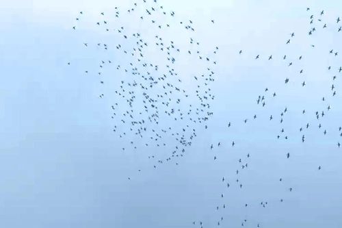Hàng ngàn chim trời phá hoại ruộng lúa