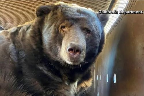 Gấu nặng 238 kg ẩn náu trong ngôi nhà sau cháy rừng Los Angeles