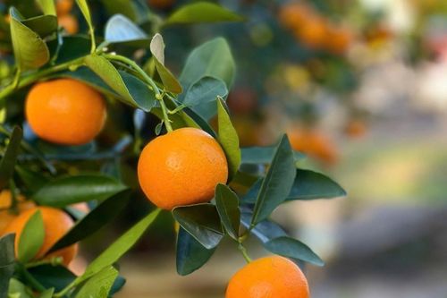 Đà Nẵng: Quyên góp quất cảnh sau Tết, phủ xanh đất công cộng