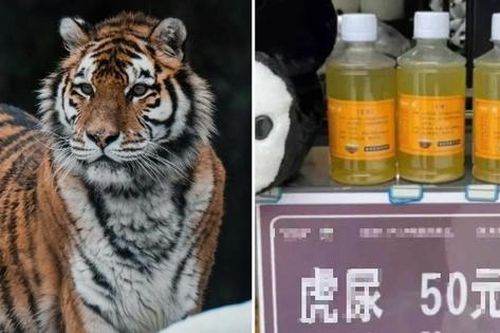 Xôn xao sở thú bán nước tiểu của hổ, giá 170.000 đồng/chai
