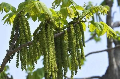 Cây 99% người Việt chỉ ăn hạt, ai ngờ hoa cũng là 'mỏ vàng'