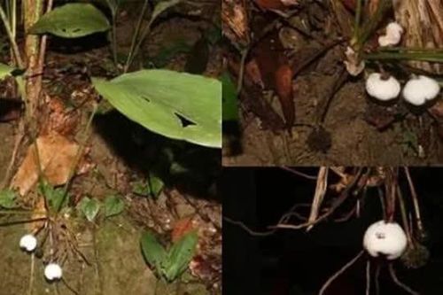 Loài cây siêu đẹp nhìn bề ngoài trông giống củ tỏi, là loài thực vật mới của thế giới được phát hiện tại Việt Nam