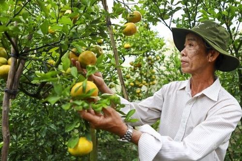 Đồng Tháp: Phát triển du lịch nông nghiệp từ vùng quýt hồng Lai Vung