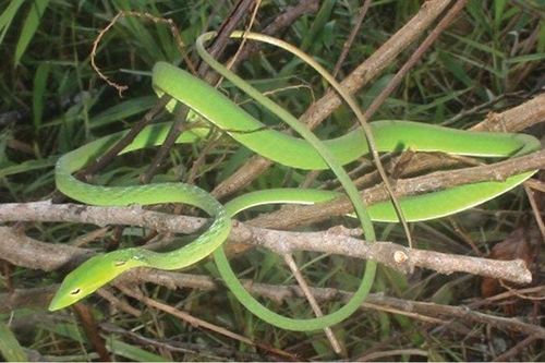 Bảo tồn rắn quý