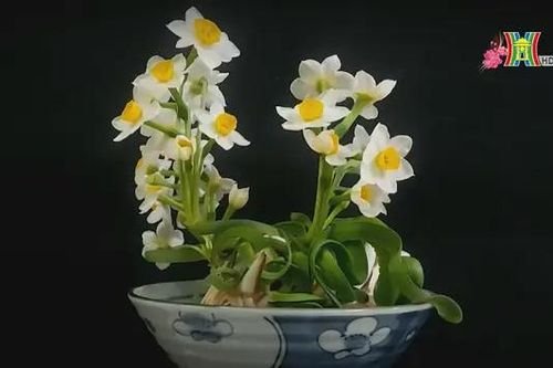 Thanh tao 'đĩa ngọc chén vàng'