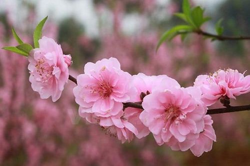 Ngẫu hứng đầu Xuân