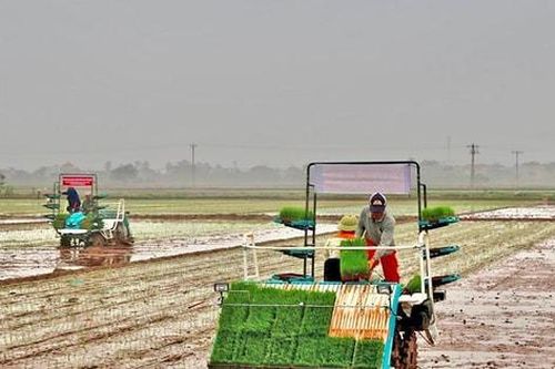 Nông dân Hà Nội rộn ràng xuống đồng