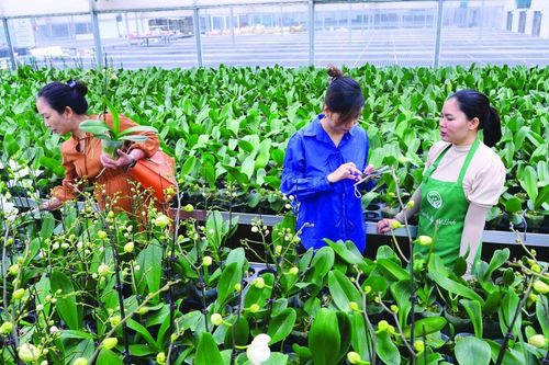Hà Nội mới hướng đến nông nghiệp 'thuận thiên'