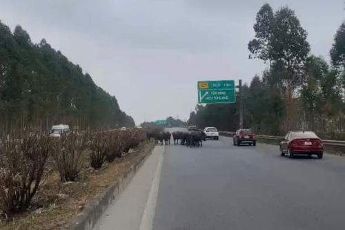Bắc Giang: Người đàn ông để trâu lên đường cao tốc khai gì?