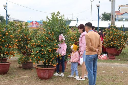 Quyên góp quất cảnh sau Tết để phủ xanh các vườn dạo