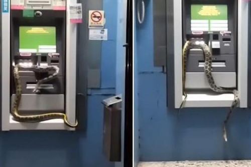 Hình ảnh rắn bò trên cây ATM khiến dân mạng xôn xao