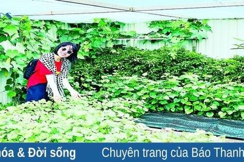 Bình yên xanh