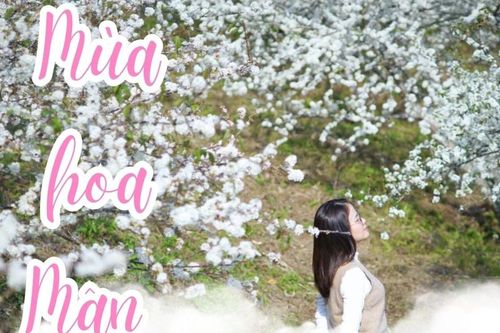 Tinh khôi mùa hoa mận ở Lùng Khấu Nhin