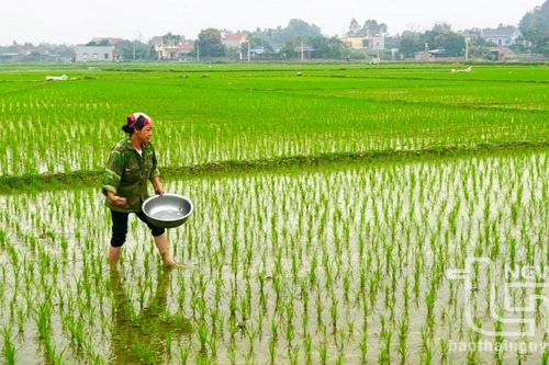 Ghi nhanh trên những cánh đồng đầu Xuân