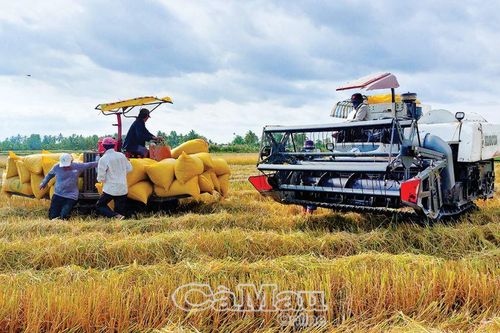 Sức sống vùng ngọt