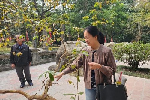 Cây ổi gần 100 năm biết 'cười' bên mộ vua Lê Thái Tổ